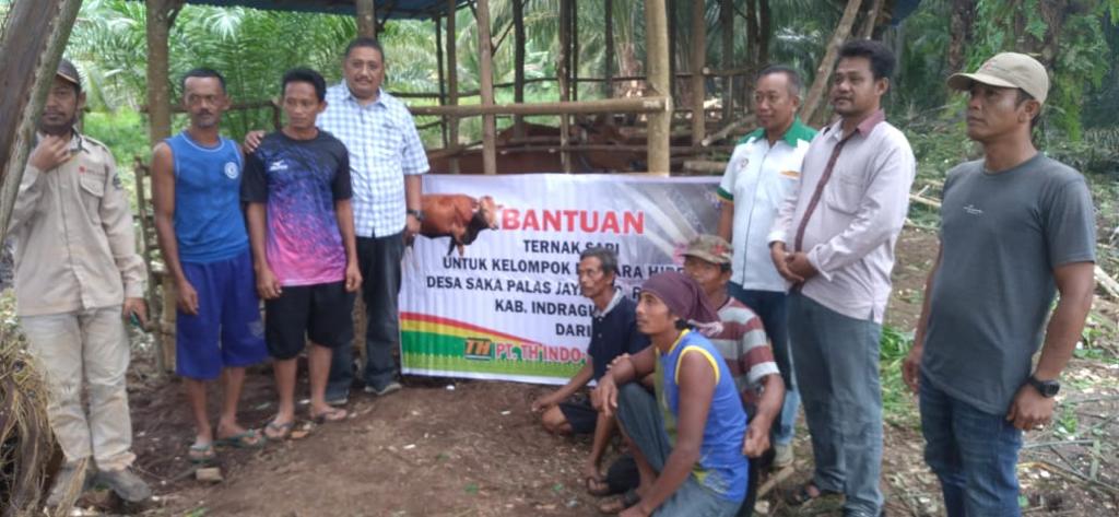 PT TH Indo Plantations Berikan Bantuan Ternak Sapi Kepada Kelompok Tani