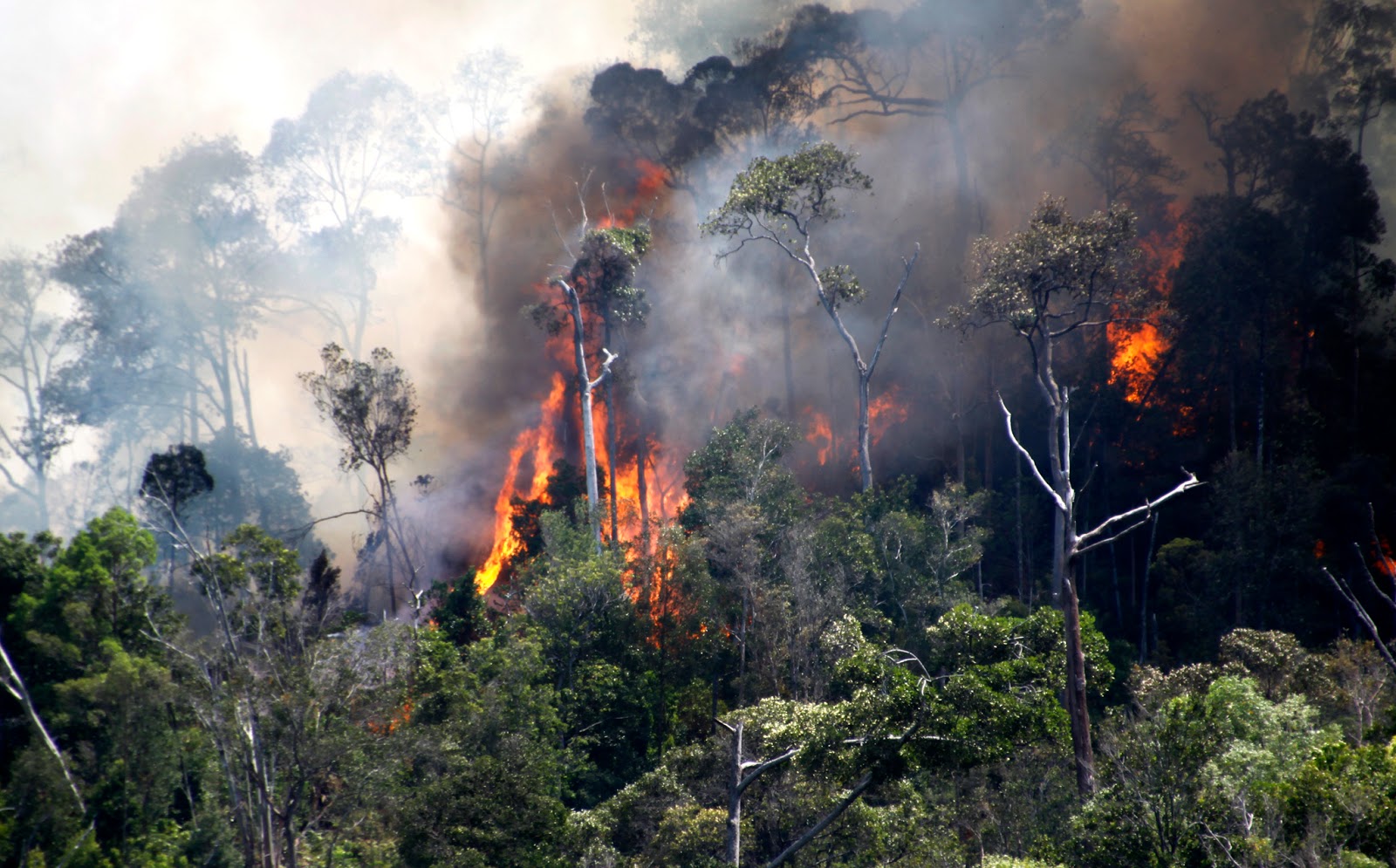 Ada 10 Hotspot Api Terpantau di Sumatra, Salah Satu nya di Riau