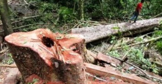 Kebakaran Lahan di Riau Berkurang Drastis Seiring Habisnya Hutan