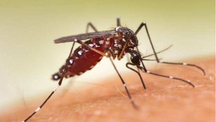 Kasus Malaria Merebak di Inhil, Dinkes Pinta Masyarakat Waspada