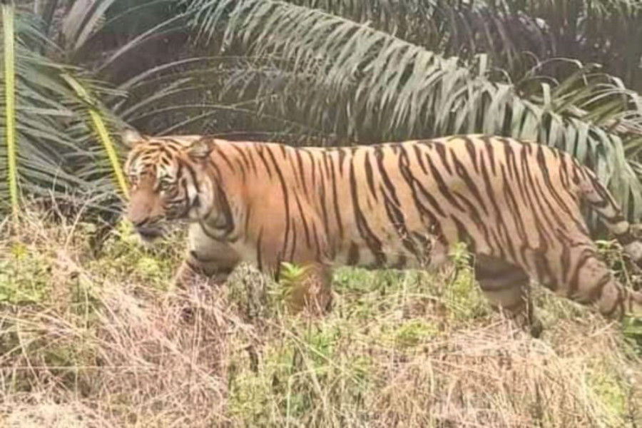 Rahmad Tewas Diterkam Harimau saat Bekerja di Hutan Tanaman Industri