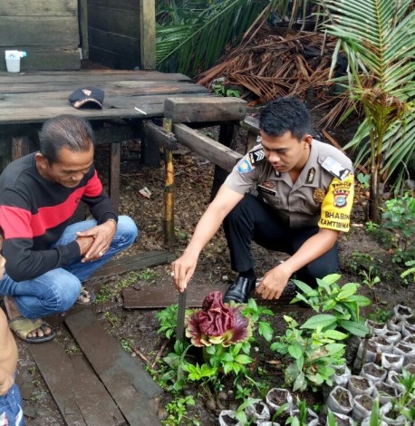 Warga Inhil Temukan Bunga Bangkai di Pekarangan Rumahnya