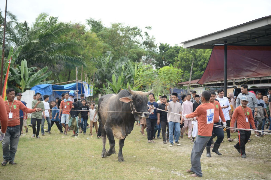 Berbobot Hampir 1 Ton, Sapi Kurban Bantuan Jokowi di Pekanbaru Jadi Tontonan Warga