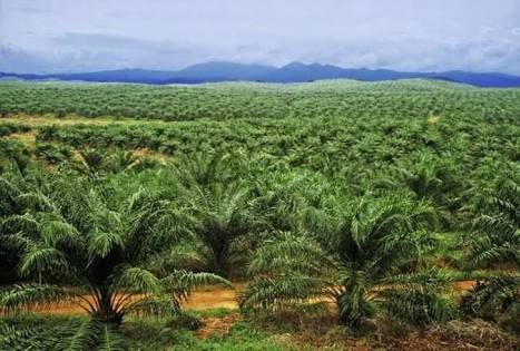 Jutaan Hektare Lahan Sawit Terkena Dampak Regulasi Gambut