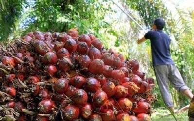 Harga TBS Sawit Riau Kompak Turun Jelang Nataru