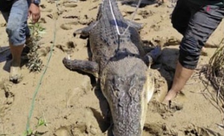 Buaya 4 Meter Mati Dijebak, Saat Perutnya Dibelah Ada Potongan Tubuh Manusia