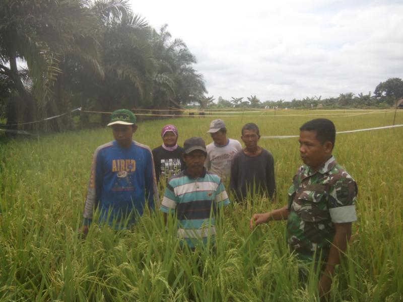 Koramil 03/Tempuling Lakukan Penyerapan Gabah bersama petugas Bulok Inhil