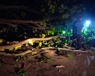 Hujan Disertai Angin Kencang, Sejumlah Pohon Pelindung di Pekanbaru Tumbang